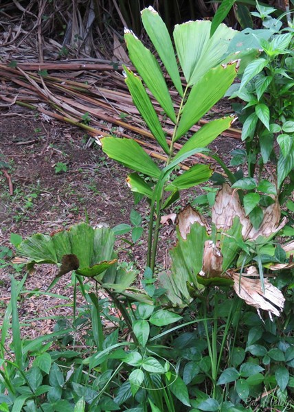 L'Iriartea deltoidea planté le 09 02 2014 a bien du mal à démarrer. J'en ai déjà perdu deux avant...Parcelle trop caillouteuse et pas assez humide....jpg