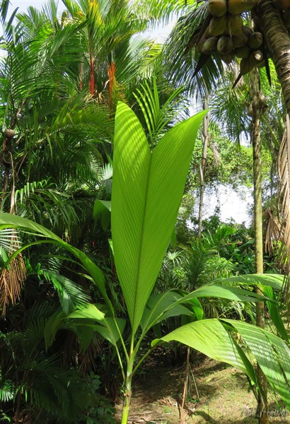 La feuille juvénile du Clinostigma samoense, planté  à la fin de 2013, mûte en feuille pennée du palmier adulte..jpg