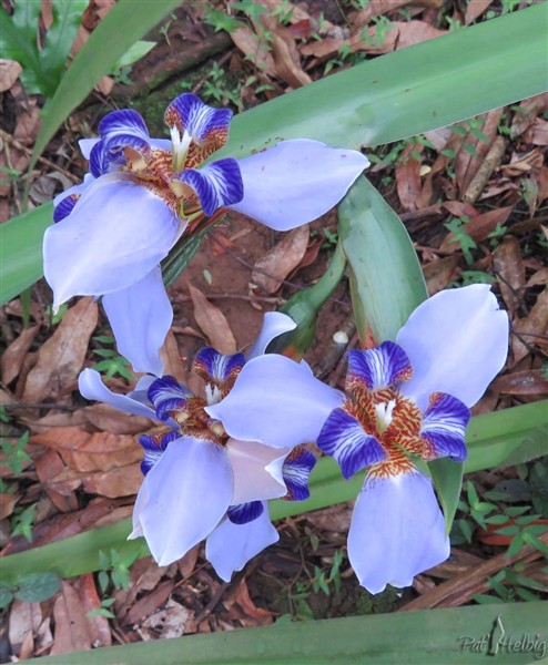 Merveilleux iris brésilien dont la hampe florale se couche sur le sol et donne naissance à des plantules.Il dégage un sublime parfum envoûtant!.jpg