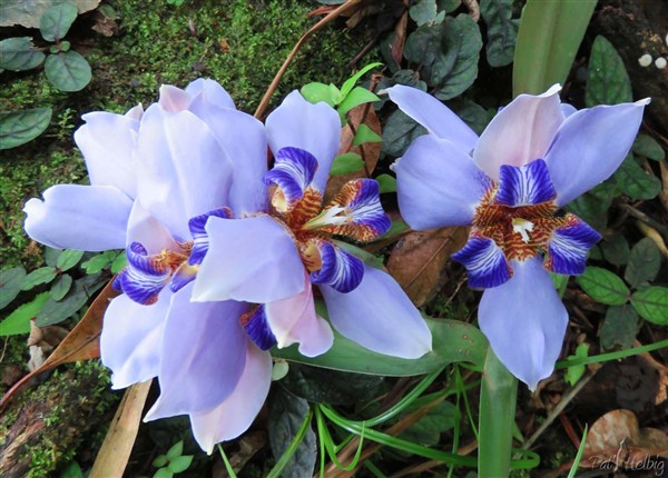 Iris marcheur ou Neomarica gracilis qui se plait bien à l'ombre et se propage par les rizhomes et les plantules au niveau des inflorescences couchées..jpg