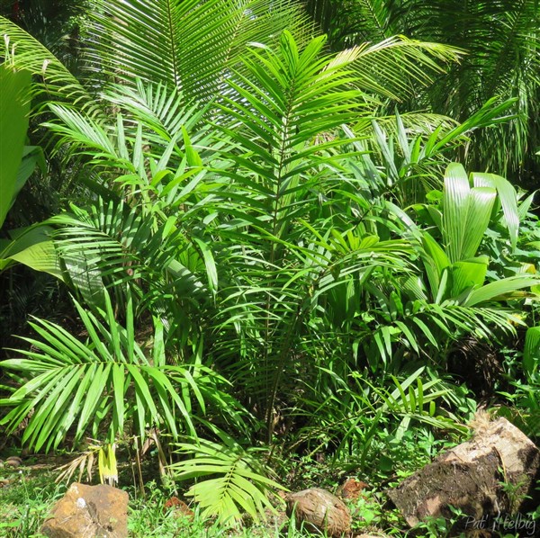 L' Elaeis oleracea, le cousin sud-américain de l'Elaeis guinensis, planté en janvier 2013 se trouve dans une zone très pierreuse mais à proximité de la ravine..jpg