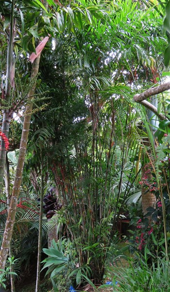 Le Chamaedorea sefrizii planté en septembre 2011 est devenu volumineux!.jpg