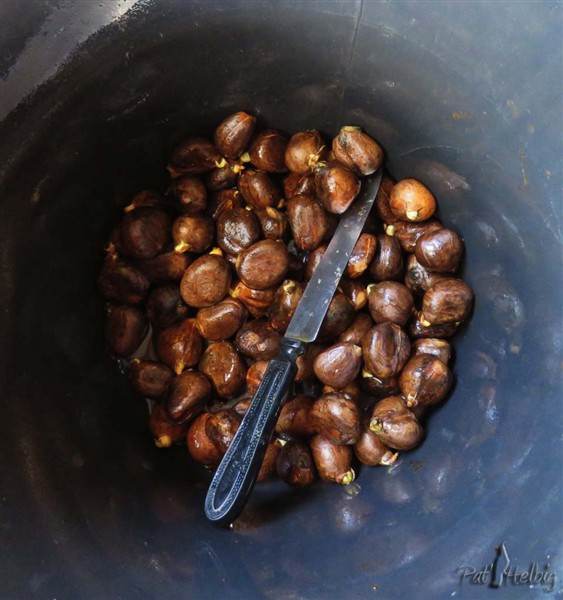 Après extraction des châtaignes du fruit, je les fais cuire à la vapeur..jpg