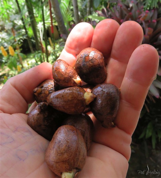 Les châtaignes extraites du fruit tombé ont toujours un début de germe.Le châtaignier a été introduit aux Antilles 18 ans avant l'arbre à pain.Leurs  fruits se ressemblent mais le fruit à pain n'a pas de graines!.jpg