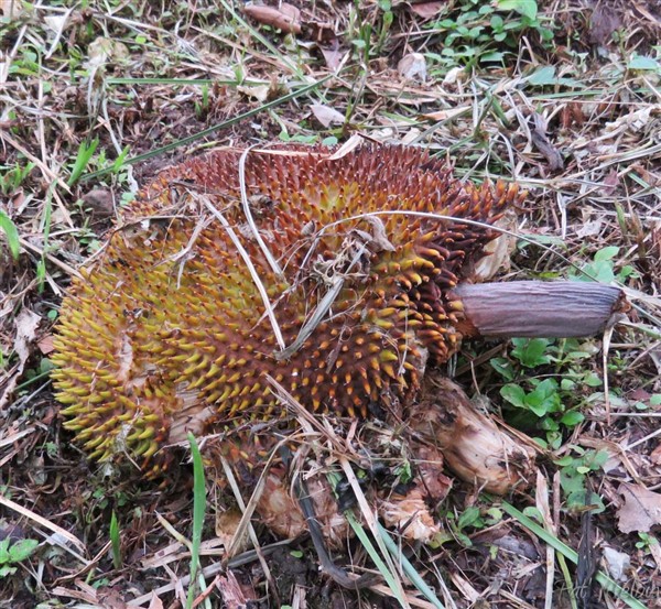 Le fruit du châtaignier  se ramasse éclaté sur le sol. A l'origine il a été importé des Philippines en 1772..jpg