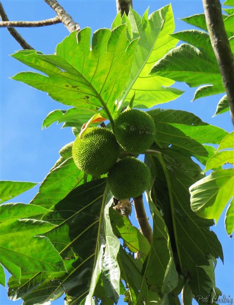 Le châtaignier (Artocarpus altilis très proche parent du fruit à pain)  et ses fruits. Les feuilles sont moins échancrées que celle de l'arbre à pain!.jpg