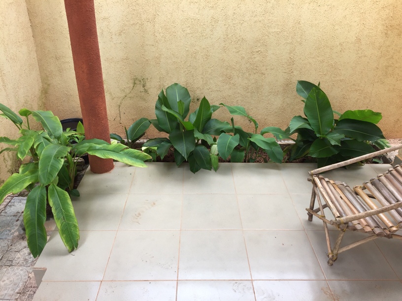 Planté 07/2018 Différentes variété de Heliconia: Subulata Psittacorum Orthotricha Rostrata Bihai