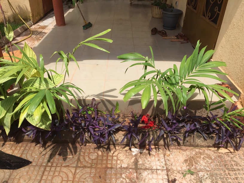 Planté 08/2018 des petit croton, hedychium blanche, et 2 Palm Catechu très jeunes! Malheureusement les oiseaux on détruit leur feuillages...