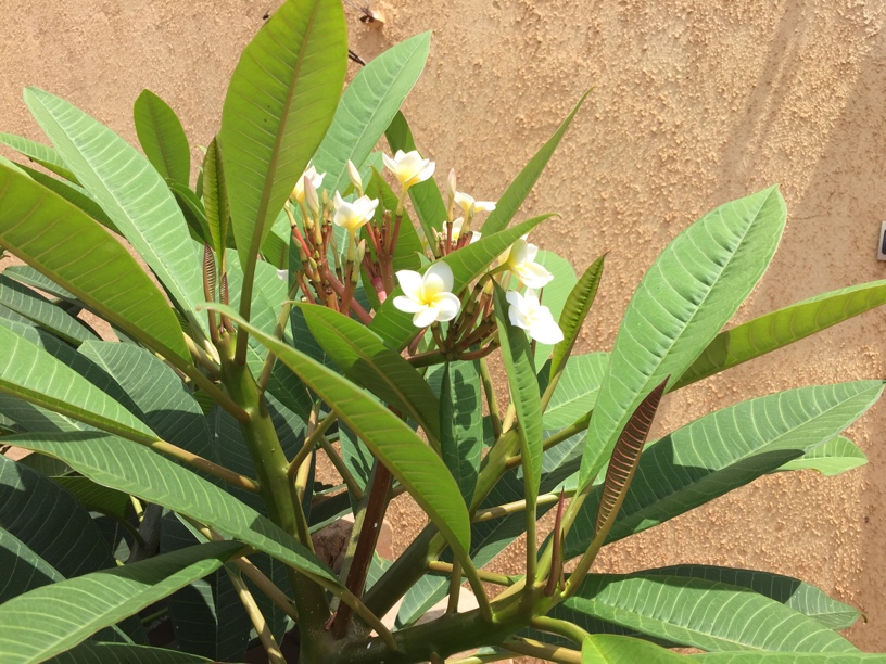 Une jolie frangipan planté en 2017