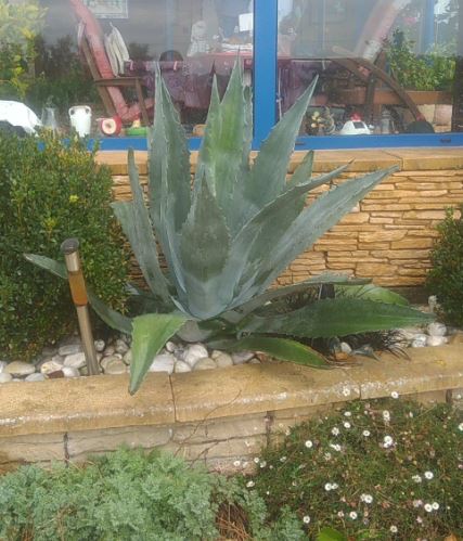 agave1.JPG