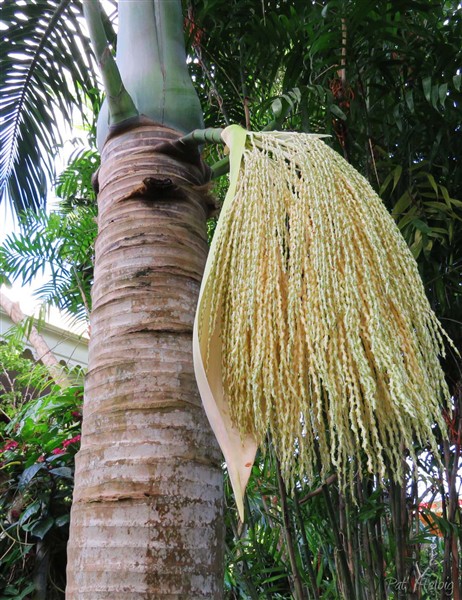 Le Hyophorbe verschaffeltii et son panache de fleurs. Planté fin 2004..jpg