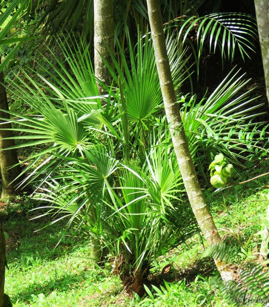 Acoelorrhaphe wrightii planté en janvier 2016. On le trouve dans  la péninsule du Yucatán, le long du littorale caraïbe de l'Amérique centrale, dans les Caraïbes, dans une partie des Bahamas, et  au sud Floride..jpg