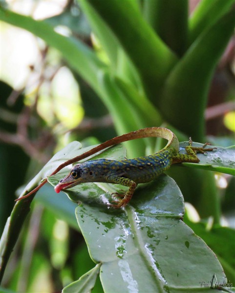 L'anolis n'a pas la langue fourchue!.jpg