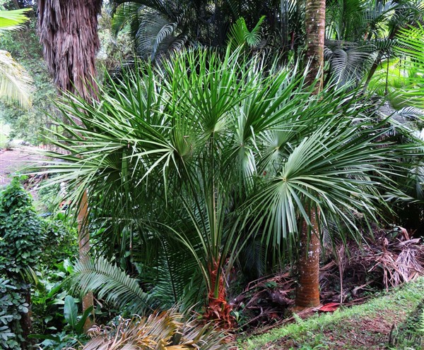 Le Livistona decora planté en  2013 promet une magnique couronne!.jpg