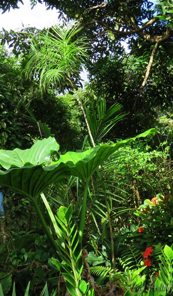 Le Chamaedorea glaucifolia planté en 2012 est très sensible au vent. J'ai dû le haubaner à la base..jpg