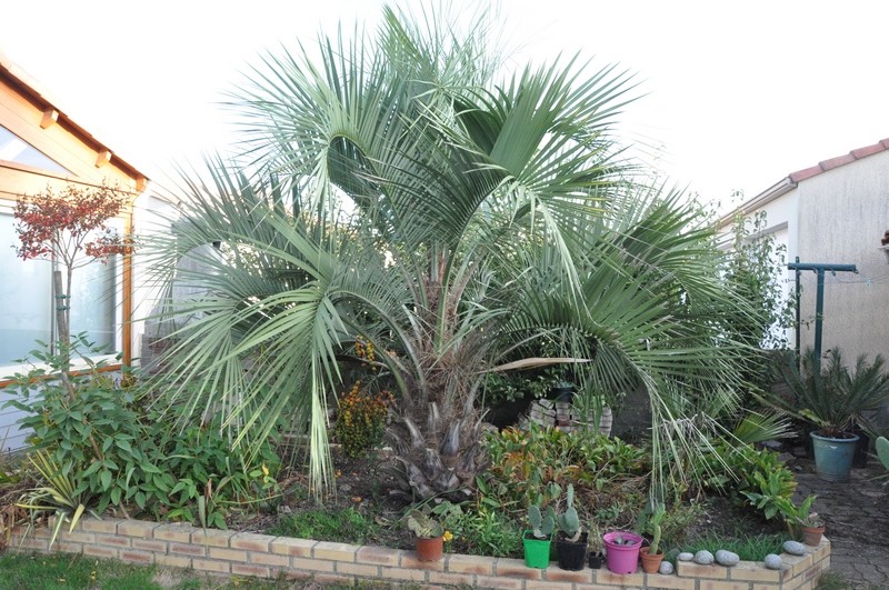 butia1.JPG