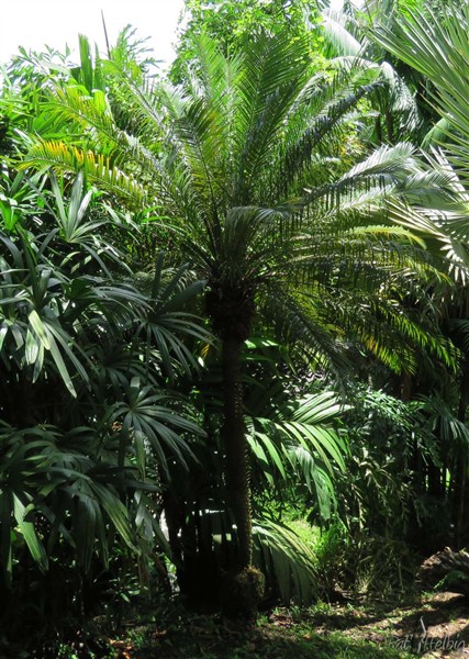 Le Phoenix roebelenii planté en 1999, malgré la base fine de son stipe, a jusqu'à présent résisté aux vents violents!.jpg