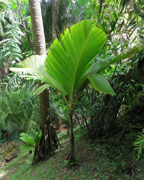 Les remplaçants du Verschaffeltia mort au début de cette année et dont le stipe est encore debout. Celui de droite a été planté en septembre 2014, le petit est un semis naturel..jpg