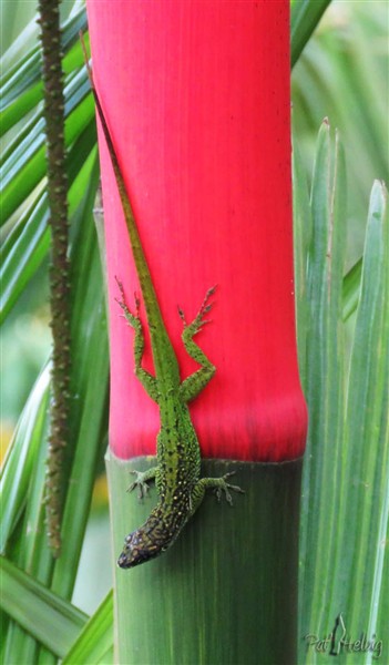 à quand les anolis rouges.jpg