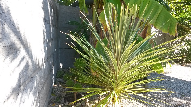 cordyline dazzler