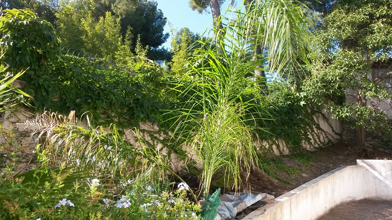 plumbago et un syagrus