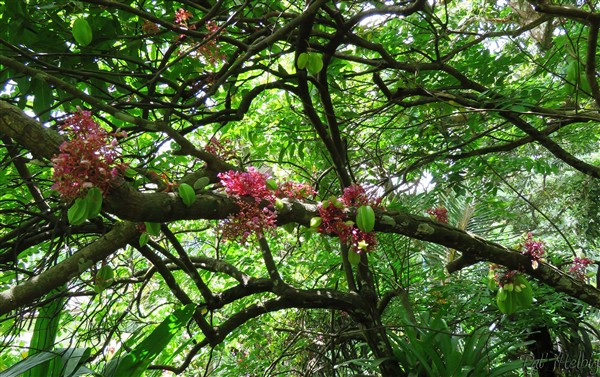 Etrange et belle floraison du carambolier sur la branche porteuse.jpg
