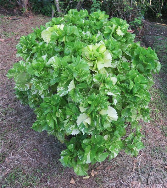 L'acalypha wilkesiana -jupon cancan panaché-.jpg