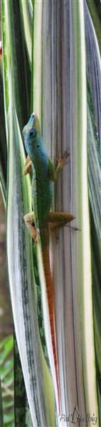 Et aussi les anolis!.jpg