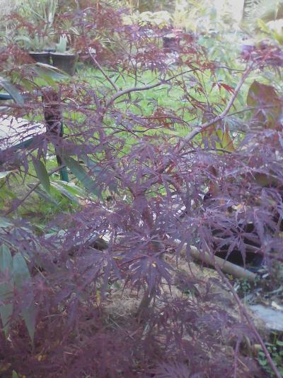 Acer dissectum Firecracker