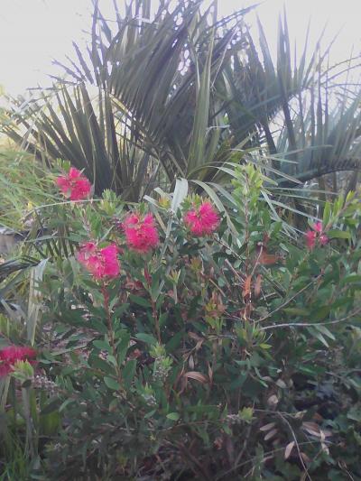 Callistemon laevis et Butia capitata