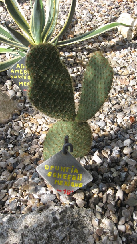 opuntia scheerii