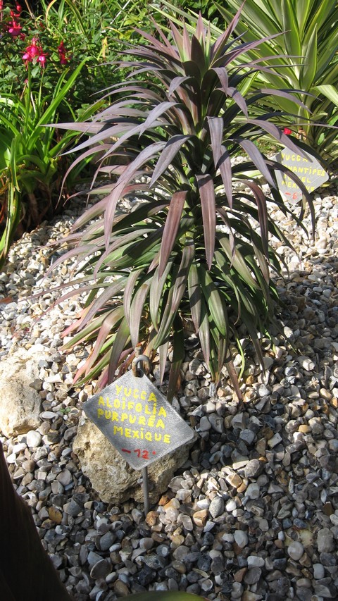 yucca faxionana