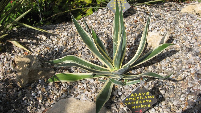 agave américana variégata