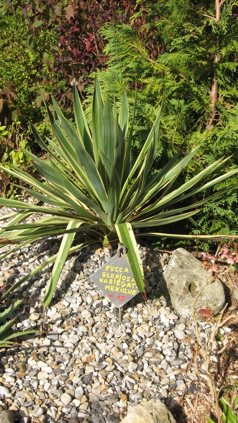 yucca filamentosa