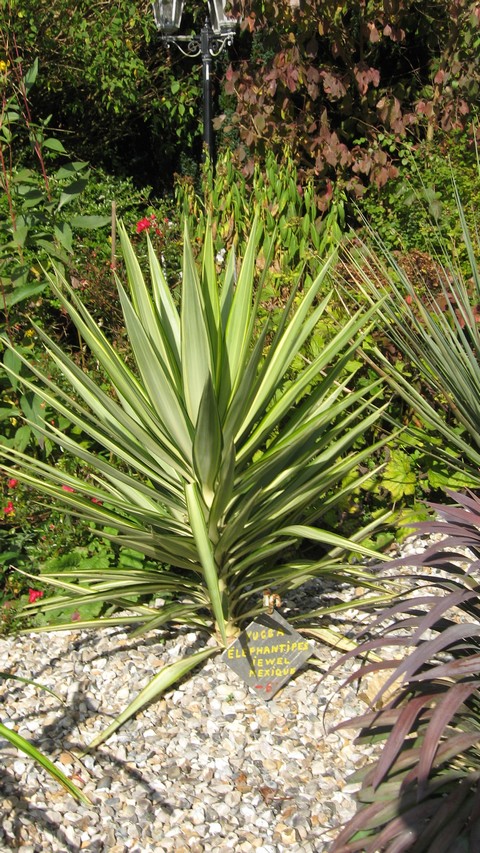 yucca jewel