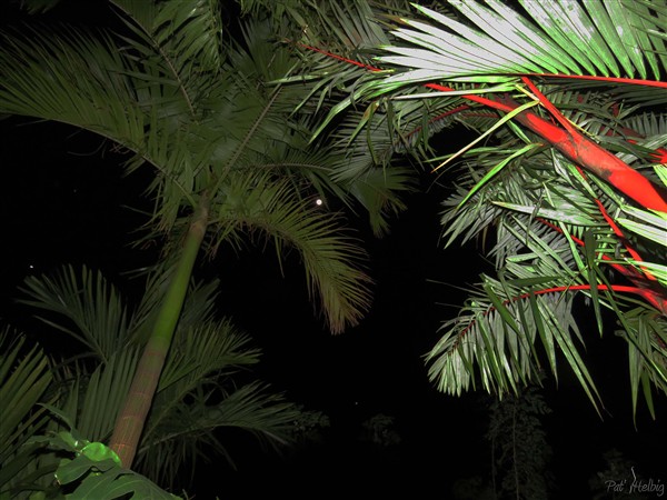 Sous la pleine lune les palmiers sublimés à l'éclairage artificiel. Ici l'Actinorhytis calapparia aux vertus magiques en Asie du sud est et le Cyrtotachys renda  le palmier unique de par ses couleurs vives..jpg