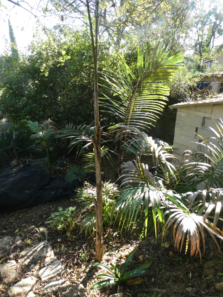 palmiers.jpeg