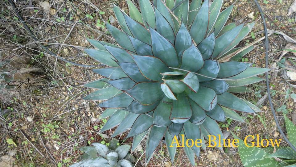 Agave_blue_glow.jpg