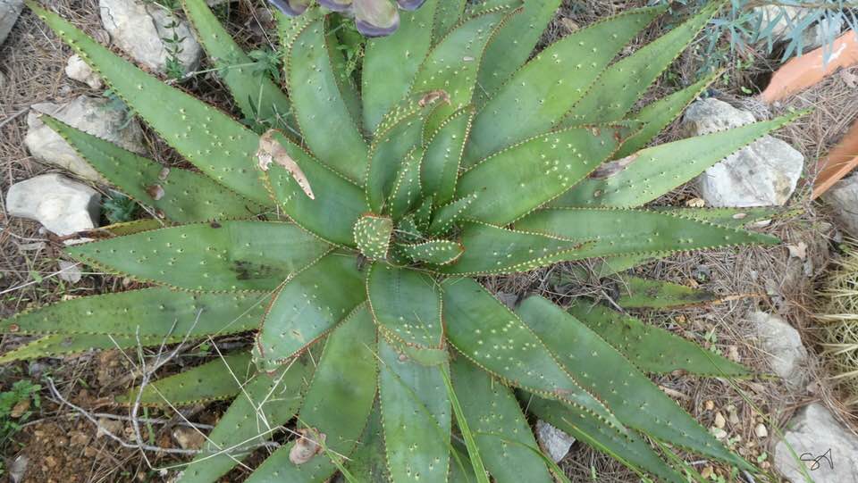 Aloe_Aculeata.jpg