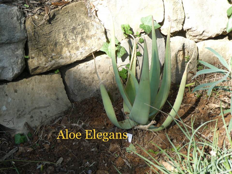 aloe_elegans.jpg