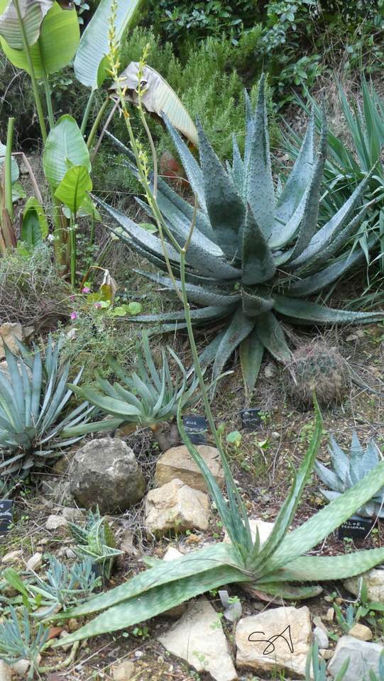 Aloe_fosteri.jpg