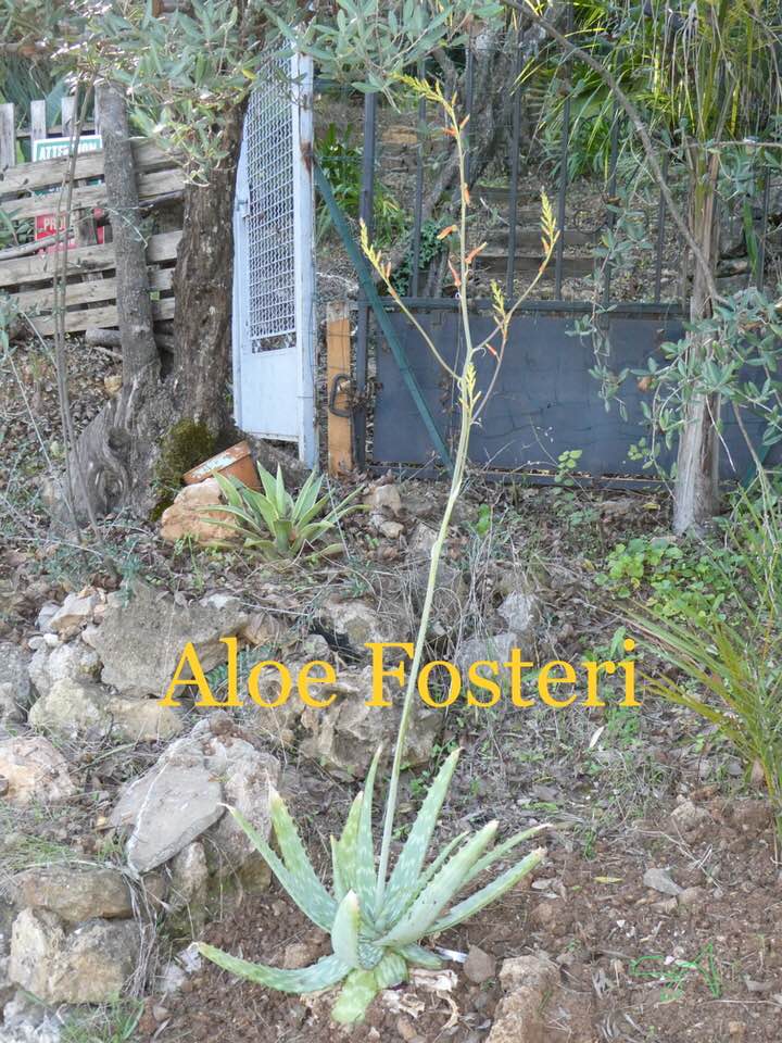 Aloe_Fosteri_.jpg