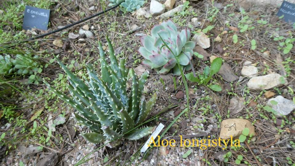 Aloe_Longistyla_.jpg