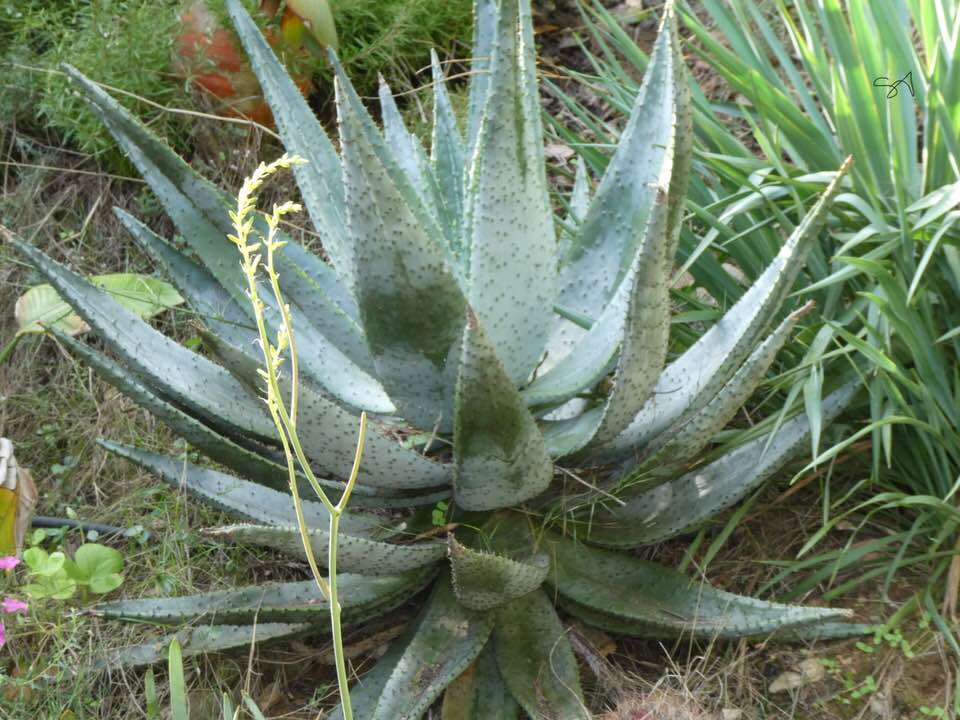 Aloe_Marlothi.jpg