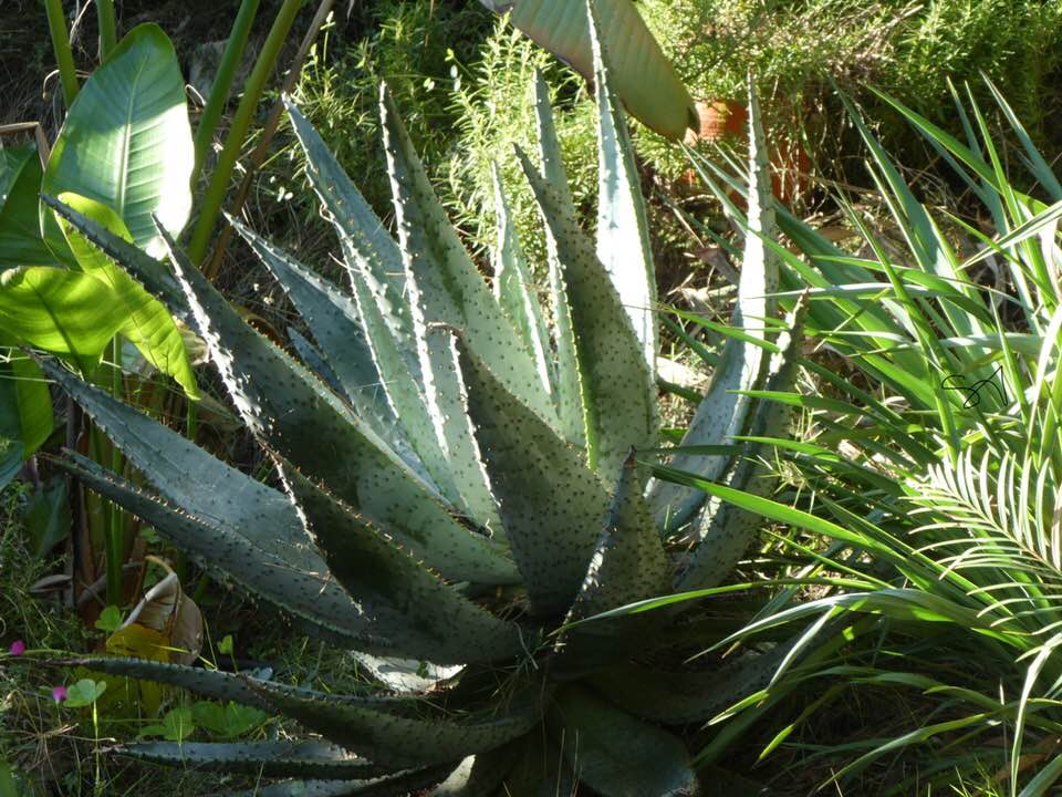 Aloe_Marlothii.jpg