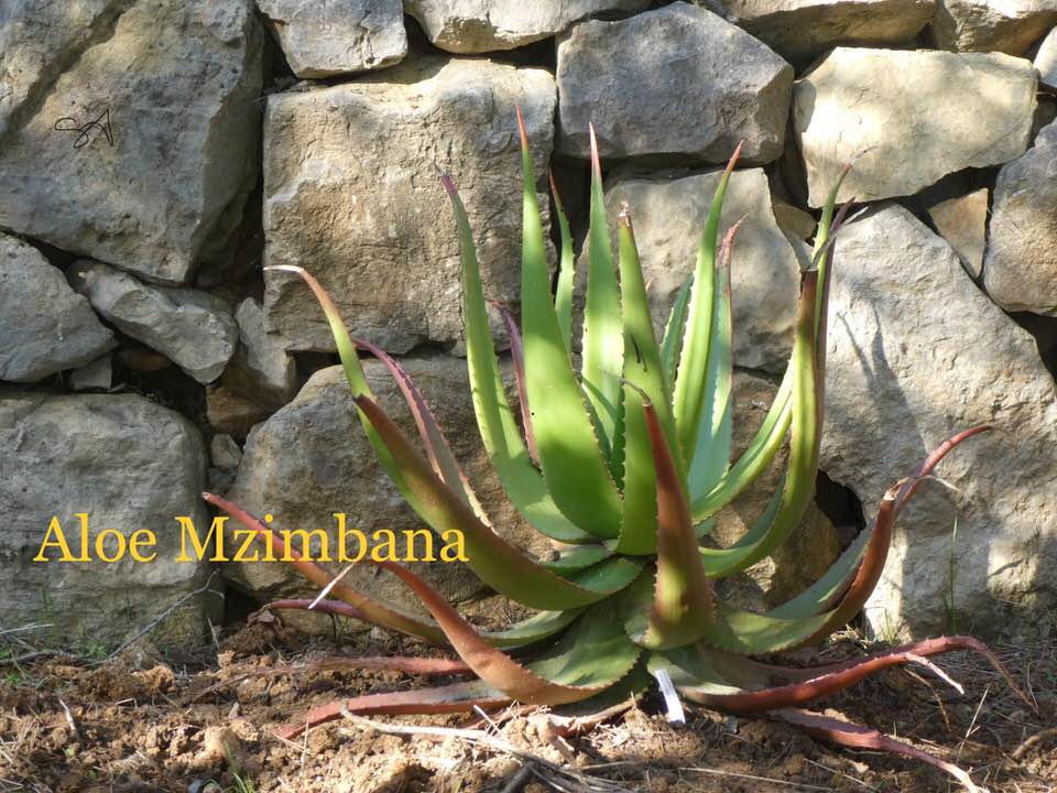 Aloe_mzimbana.jpg