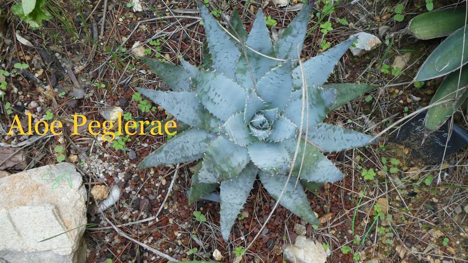 Aloe_Peglerae.jpg