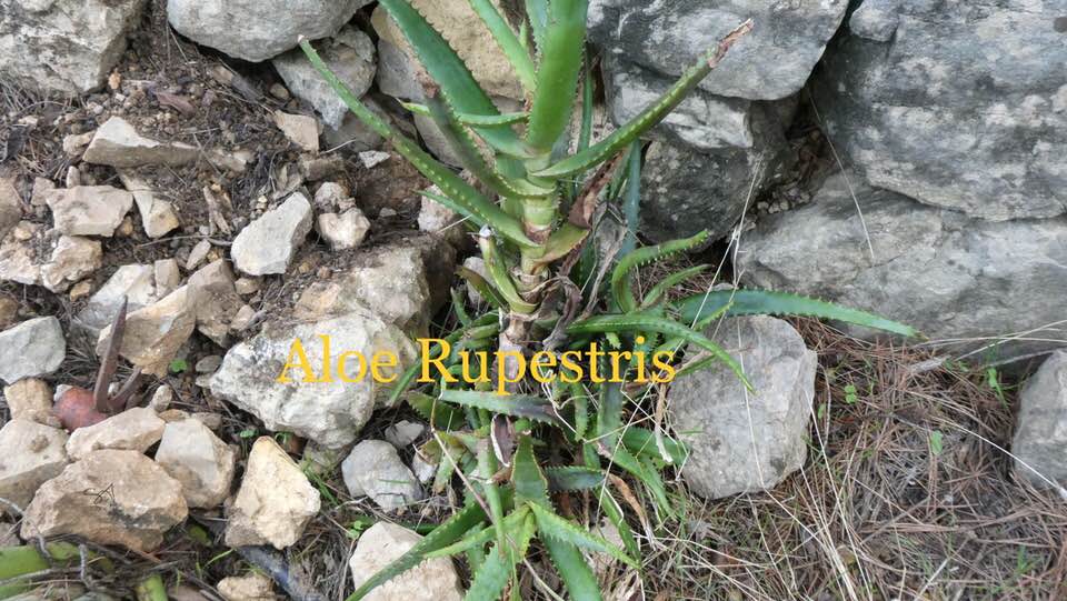 aloe_rupestris.jpg