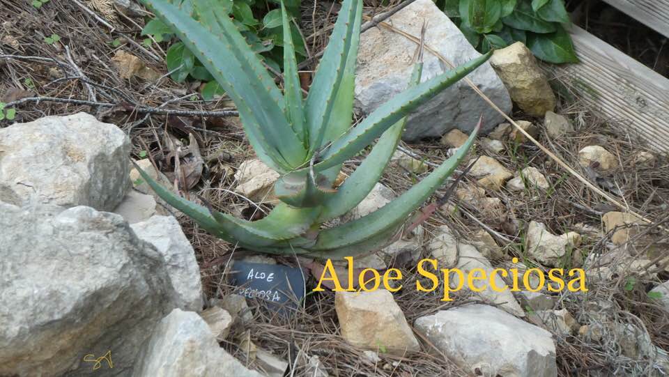 Aloe_Speciosa.jpg