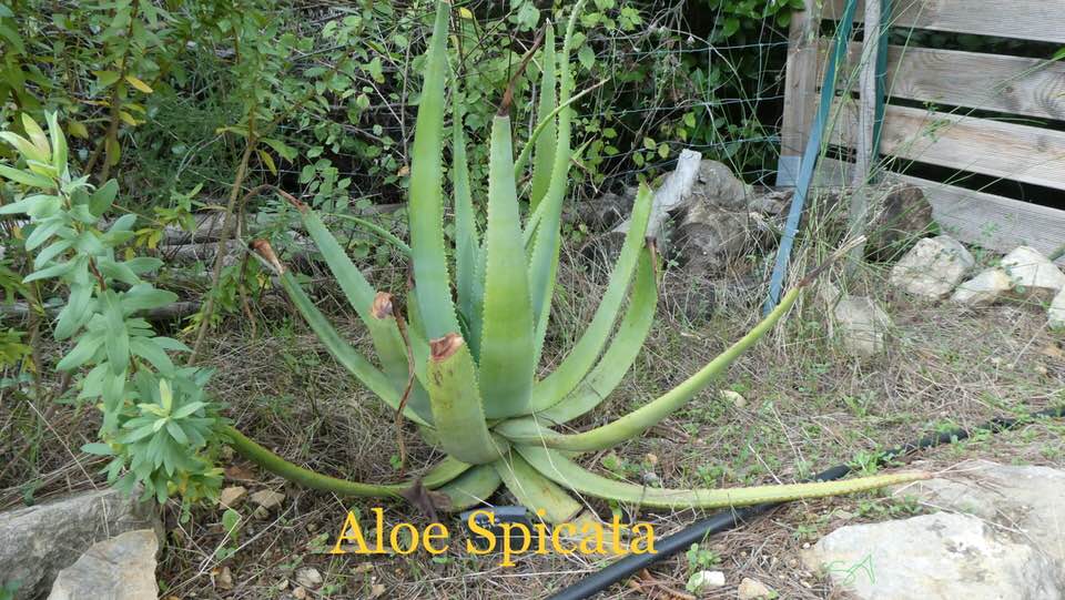 Aloe_Spicata.jpg